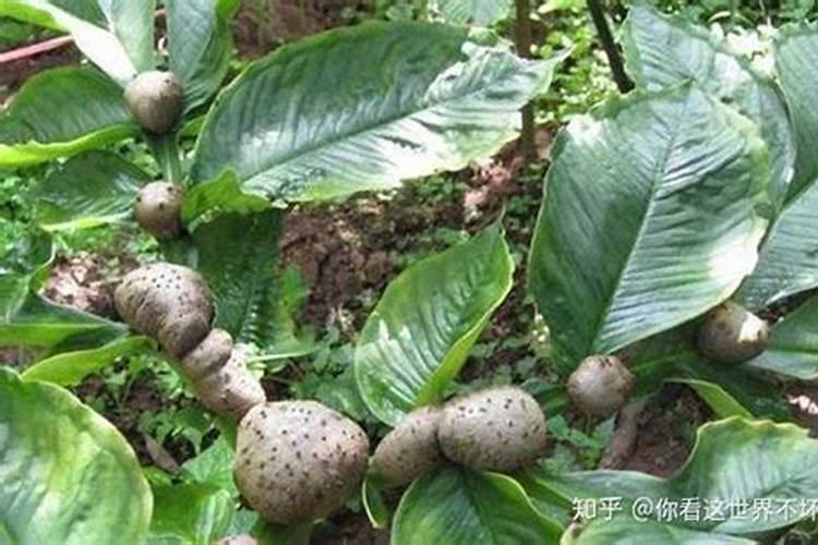 火鹤花怎么养之家居必备技巧 如何养好火鹤花