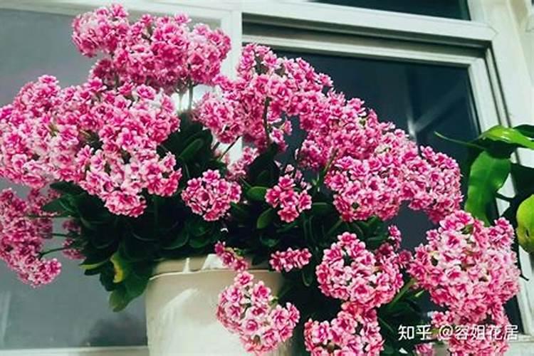 长寿花为什么不开花只长叶子