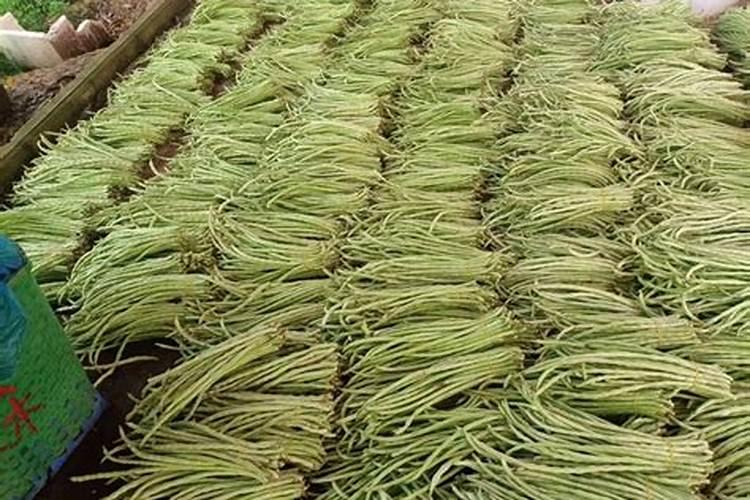 苯磺隆除草剂使用范围及注意事项