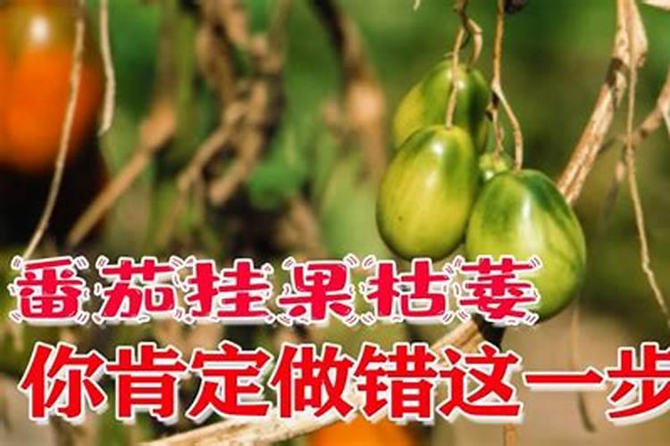 番茄挂果后怎么施肥