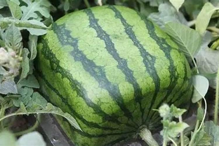 明年以后小麦价格怎么样