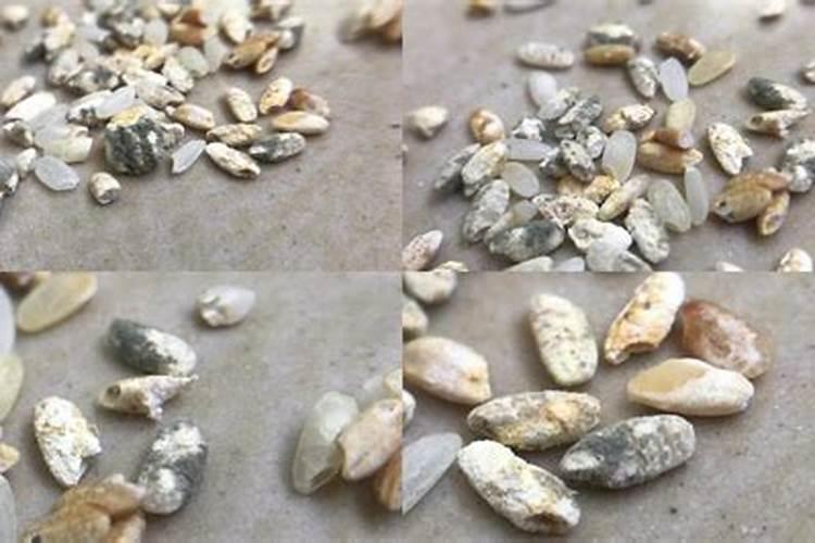 坏了的大米可以做肥料吗 怎么发酵做肥料