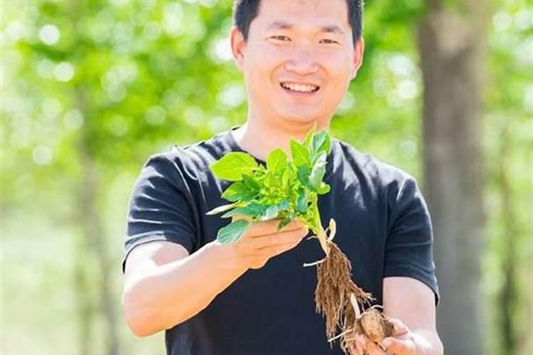 马铃薯要注意钾肥的施用(种植马铃薯为什么要重视施钾肥)