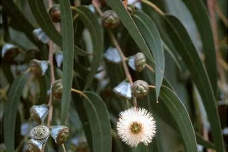 映山红用什么肥料好