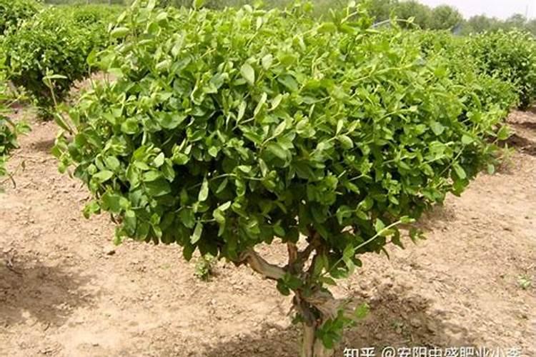 怎样鉴别复合肥真假