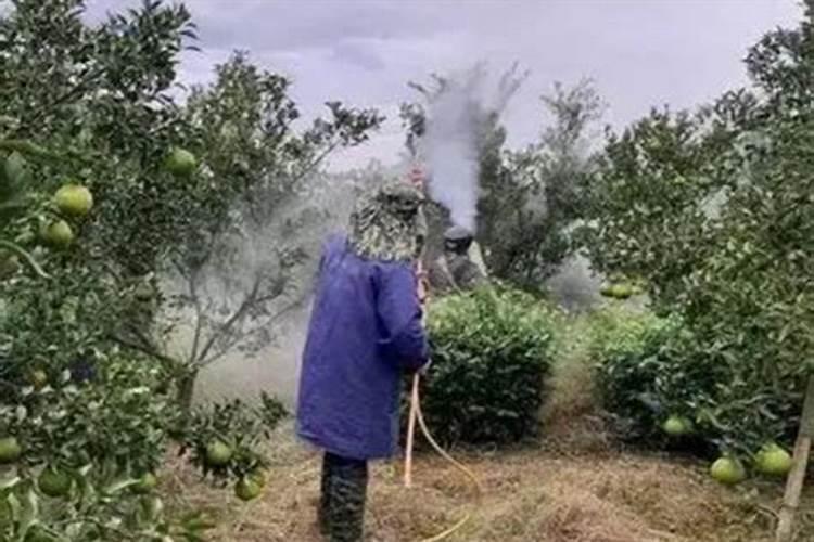 种植花生最佳的补钙时间是什么时候？补钙时需要注意什么？