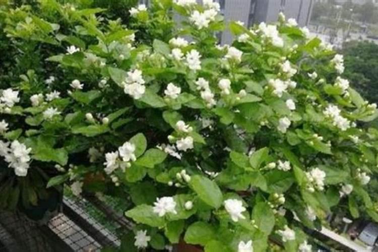 双色茉莉叶子发黄怎么办