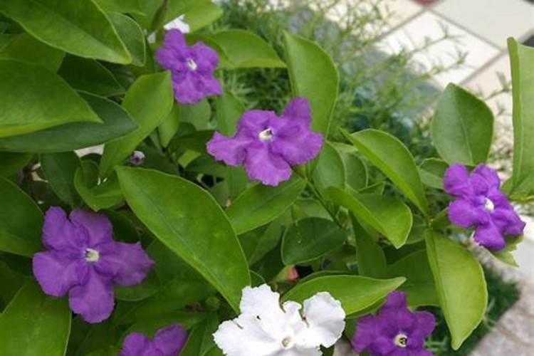 双色茉莉叶子发黄怎么办