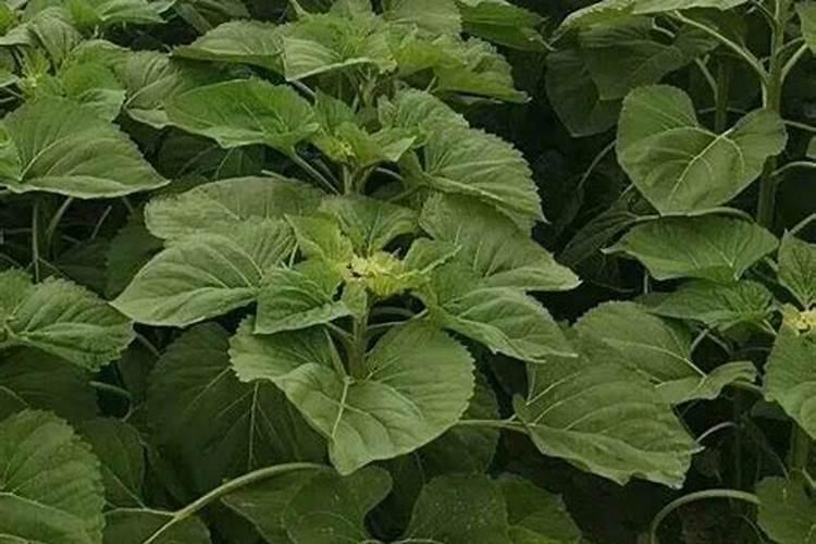 油葵开花了但长势过高能不能浇水