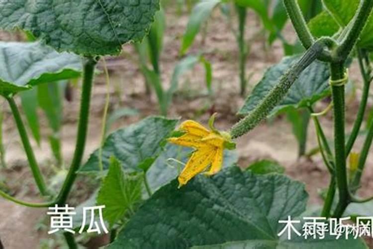 山药复合肥料的作用与好处