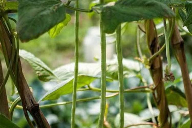 豆角增产使用叶面肥哪种肥料效果好？豆角什么时候用矮壮素增产