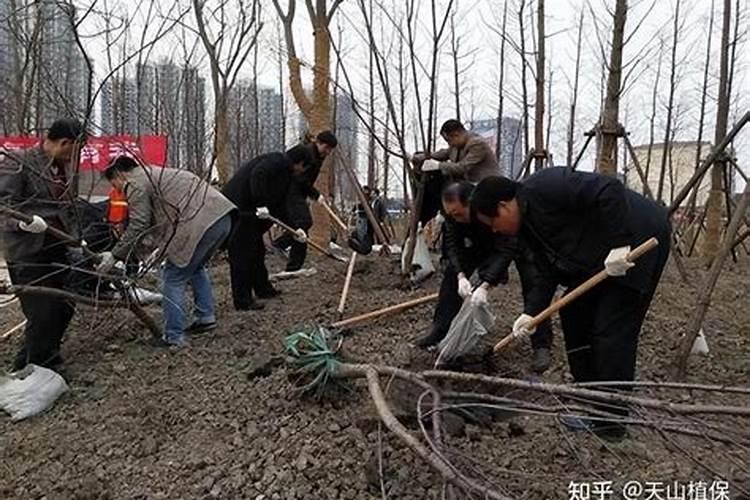 桃树秋施什么肥最好