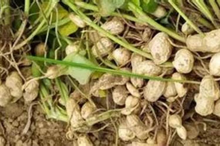 果树能用氯化钾肥料吗 有哪些优缺点