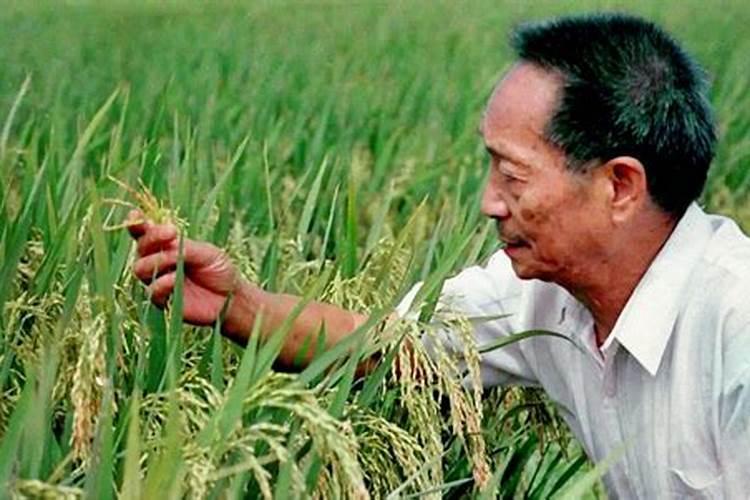 刚种下的罗汉松可以胣肥吗？