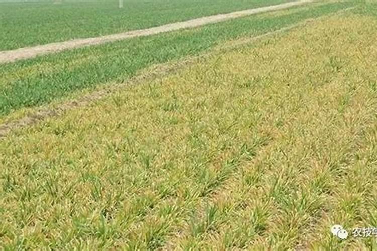 胡豆壳做底肥会烧根须吗