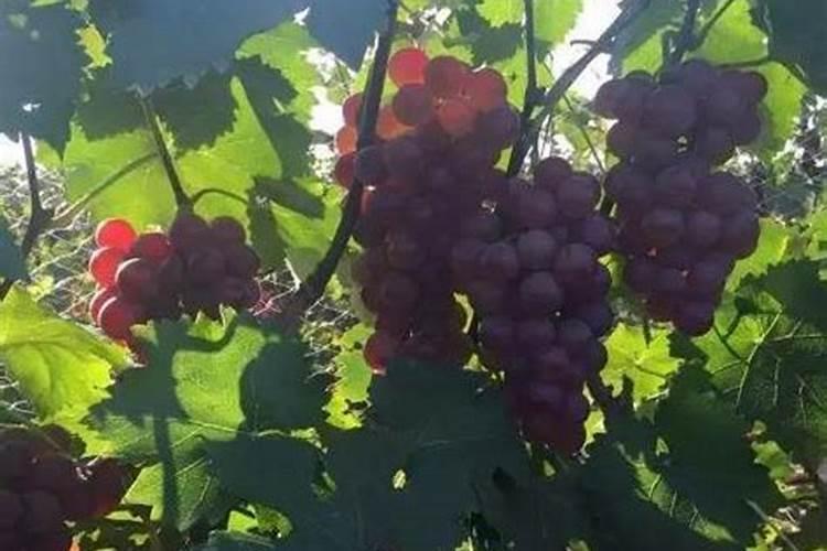 树葡萄的种植方法和技术