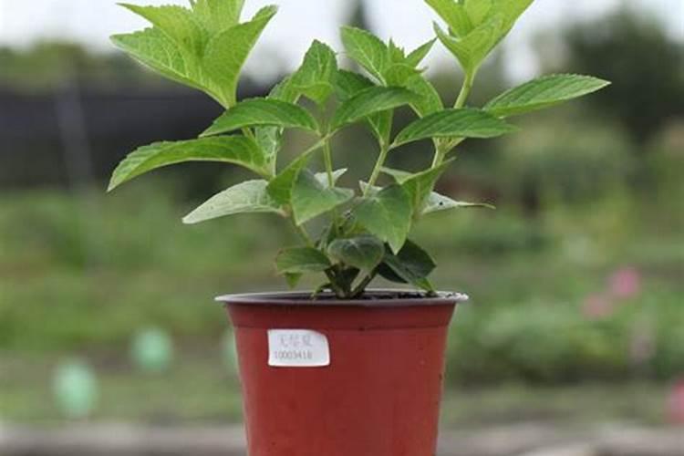 元素周期表上的元素各买1克需要多少钱