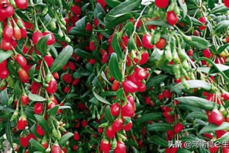 种植枸杞需要哪些肥料