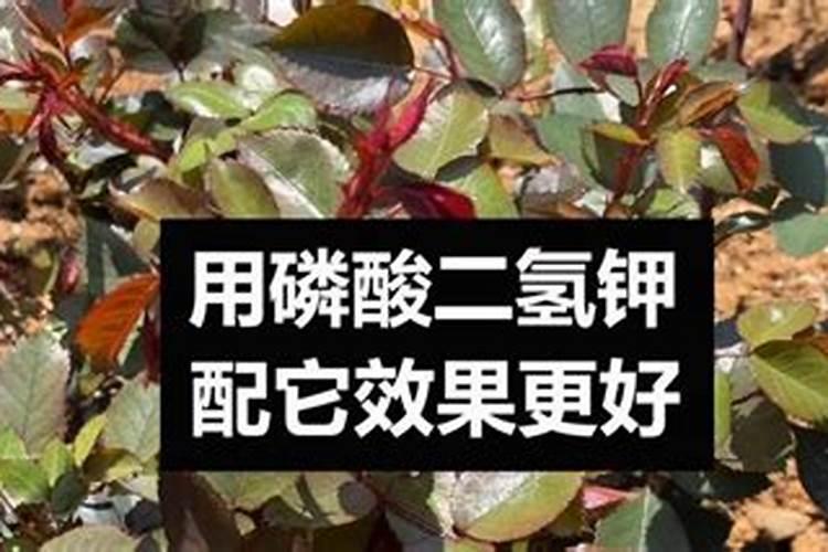 夏黑葡萄开花期间能不能施叶面肥