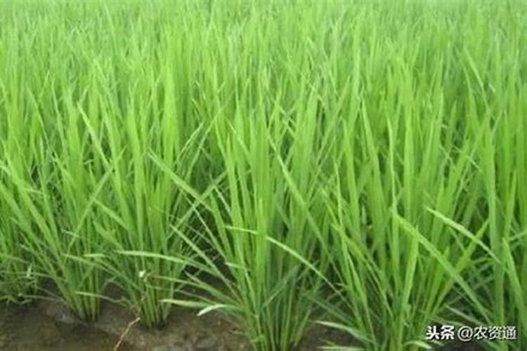 水稻施肥最佳时间