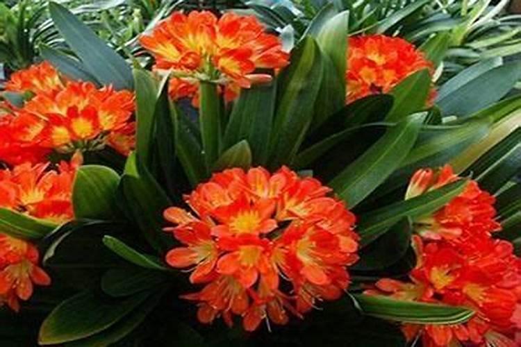 君子兰用这“2种”水浇