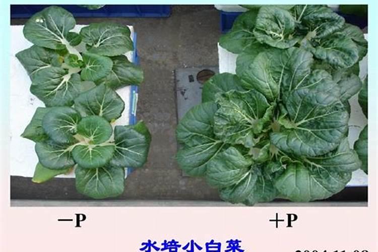 氮、磷、钾三种化肥的区别方法