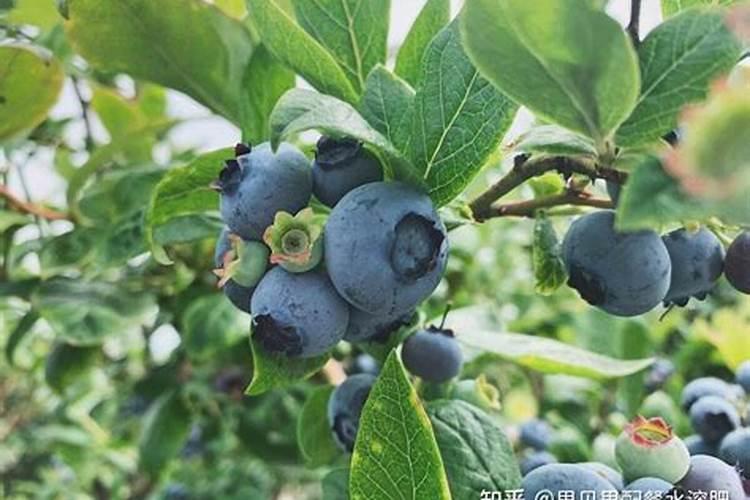 喜满地水溶肥效果怎么样