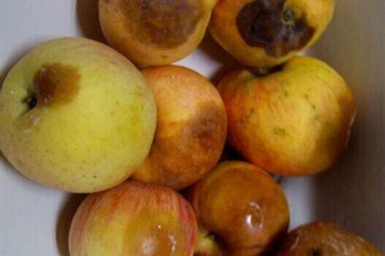 烂苹果埋土里多久能变成肥料 烂掉的苹果怎样做肥料