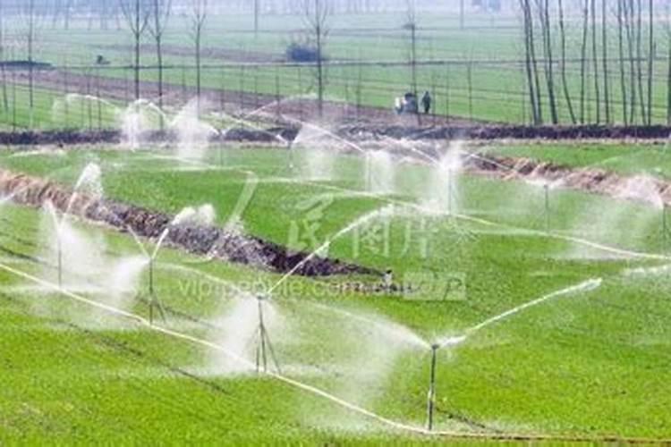 中药里面的丹参有什么作用