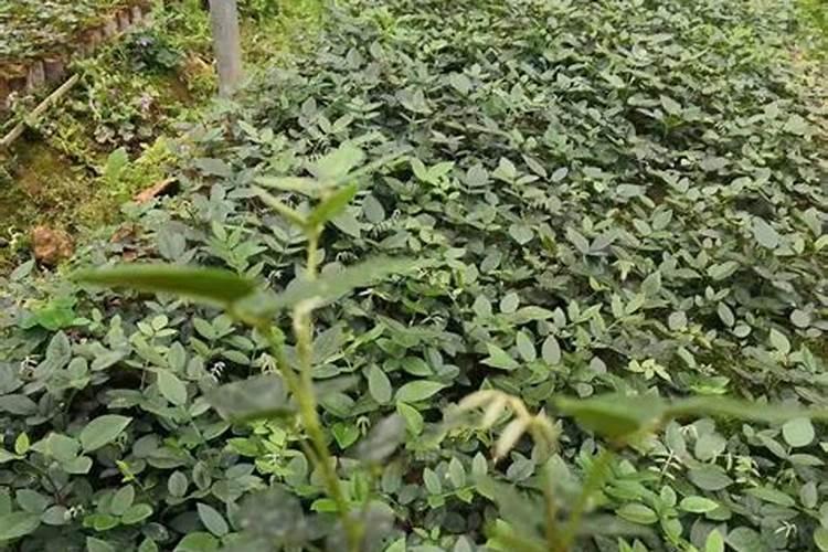 山豆根种植技术 原来是这样种植的