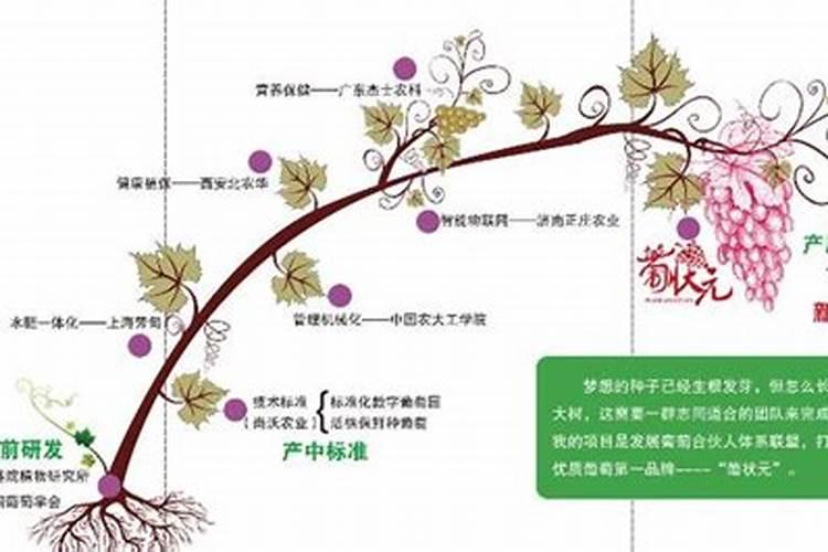 种植葡萄必须知道的5个关键施肥期在什么时候