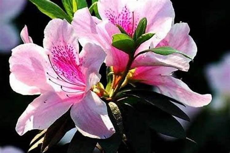 红糖水浇菜的正确方法
