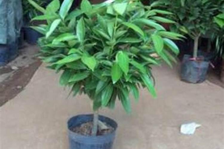 水溶肥价格多少钱一吨 如何选购优质的水溶肥料