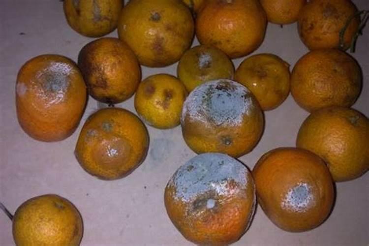 烂的水果能做肥料吗？