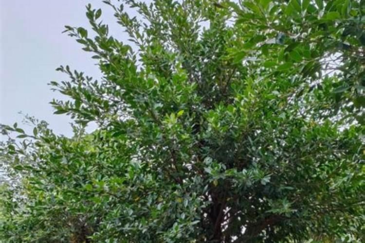 盆栽小叶榕怎样施复合肥