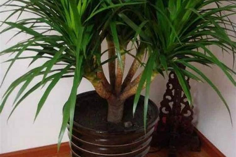 用什么代替食用盐比较好