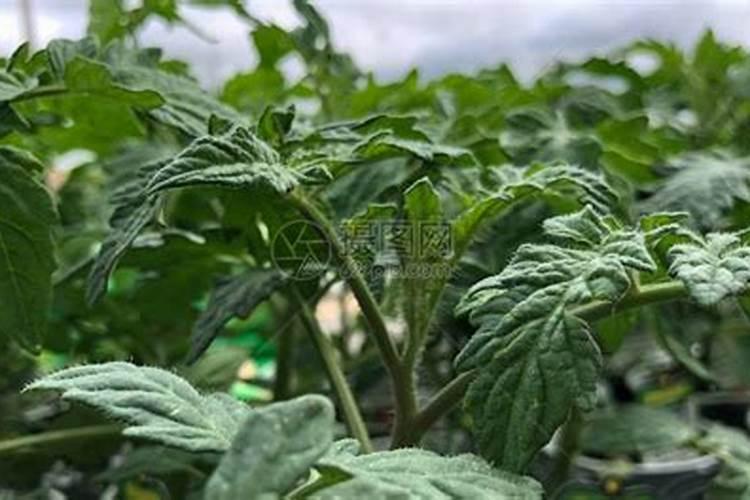 番茄膨果叶面肥效果最好的是哪种