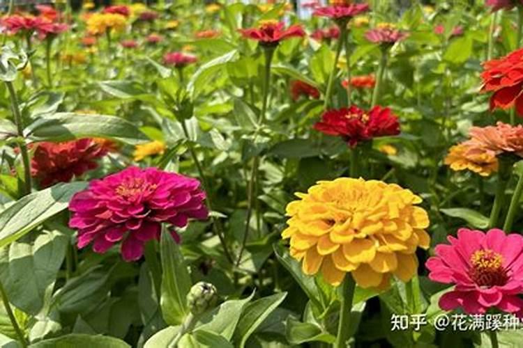 为什么青苹果百日草的叶子会泛黄呢？