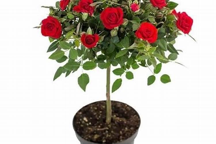 盆栽香芹和西芹哪个更好