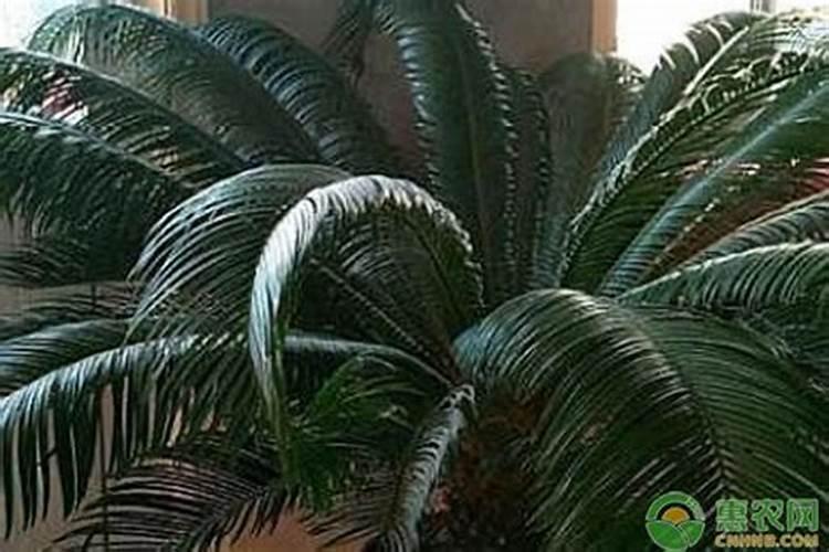 农作物用的尿素可以给铁树施肥吗