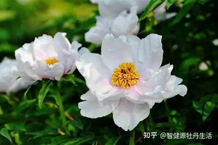 牡丹花在春天怎么施花肥？怎么培养？几天浇水一次？