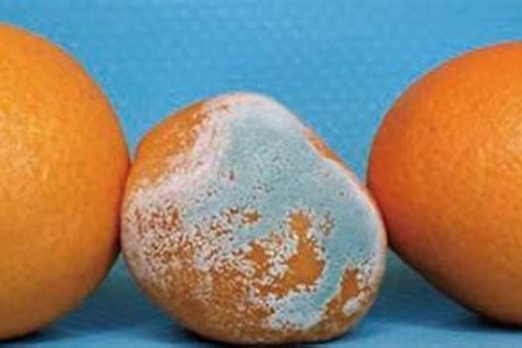 超市卖的青枣很甜是转基因的吗