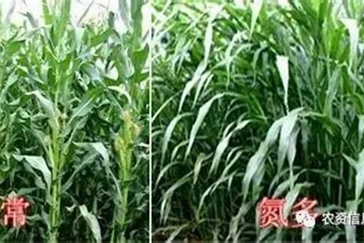 檀香灰可否用于花盆作养花肥料