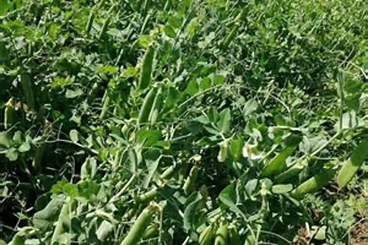 小麦后期喷什么微肥增产增重,死穗怎么防治