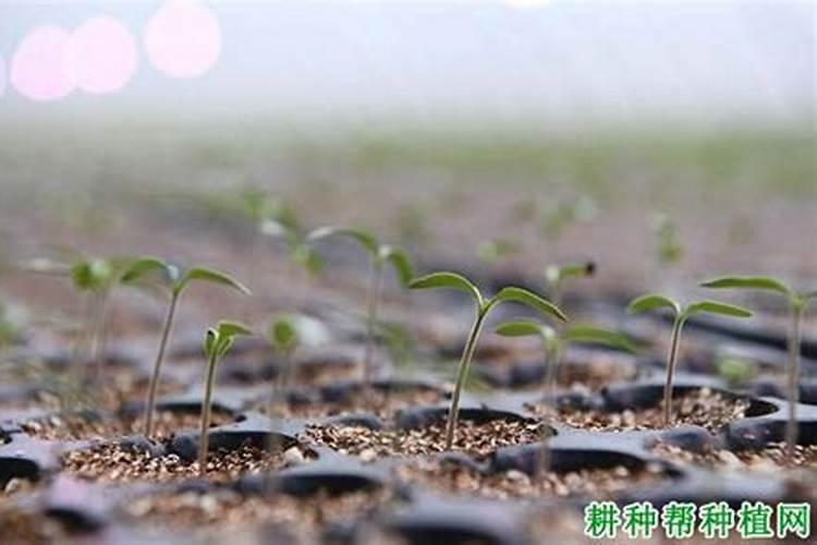 西红柿施什么肥最好