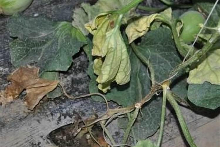 高温天气大棚甜瓜苗能打叶面肥吗？