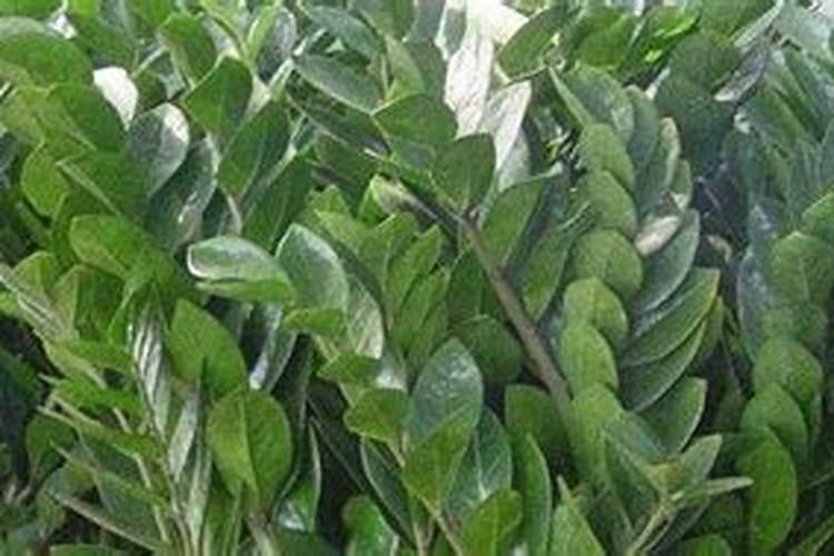 施肥不当会引起哪些公害