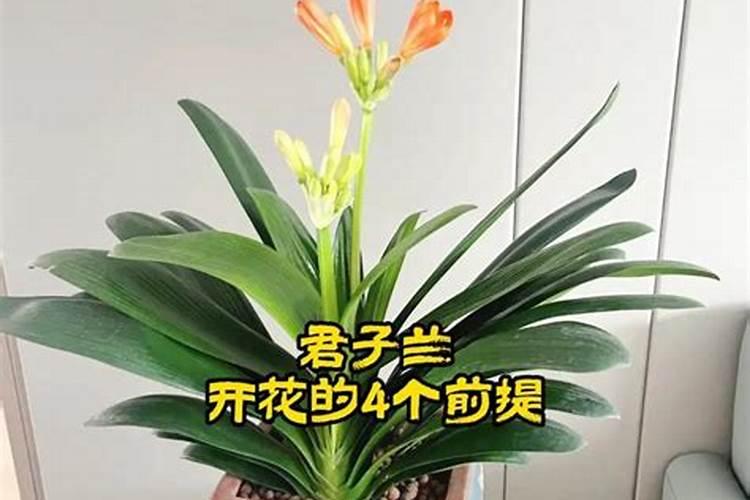 君子兰为什么不开花怎么办