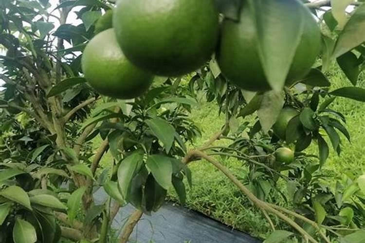 动物内脏可作为肥料吗？怎么发酵？有很多油脂怎么办？