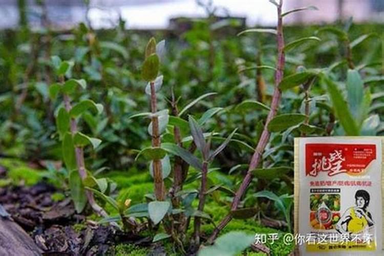 种石斛需什么肥料？施肥方法